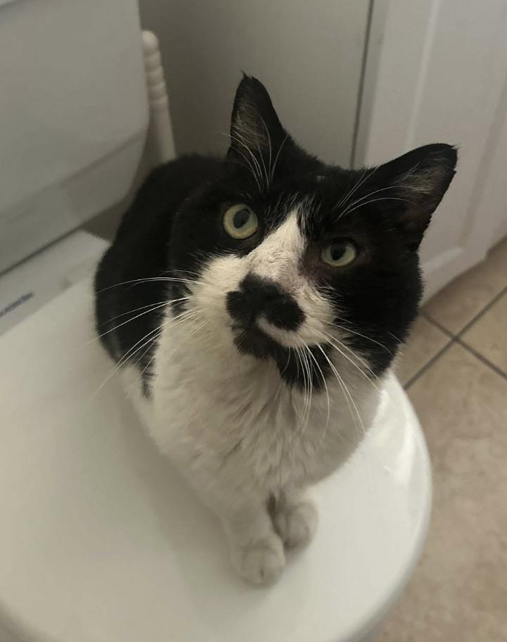 Winnie, a Adoptable mixed breed in Beverly Hills, CA image 4/4