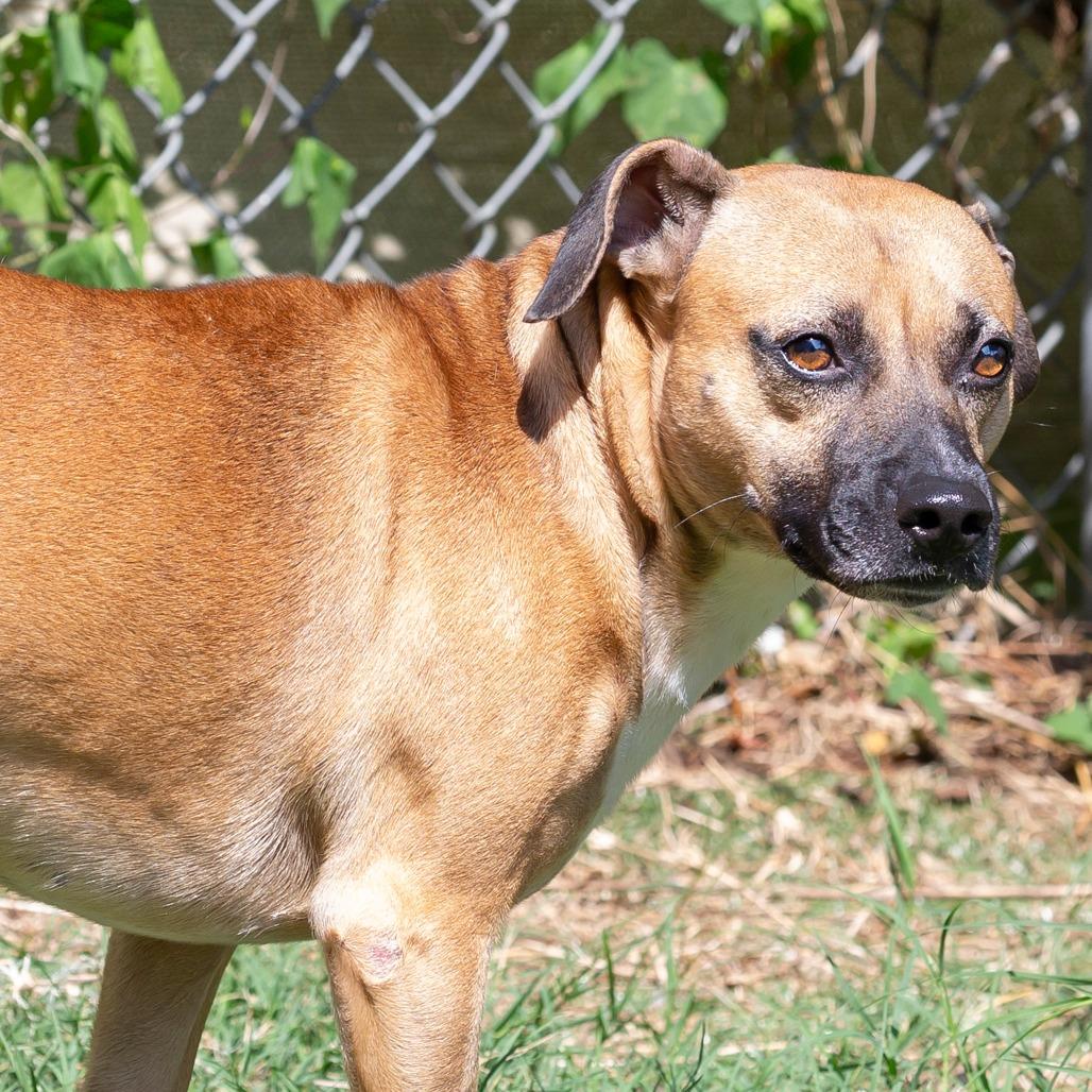 Enlarge Luca, a Adoptable Mixed Breed in Cartersville, GA image 1/4