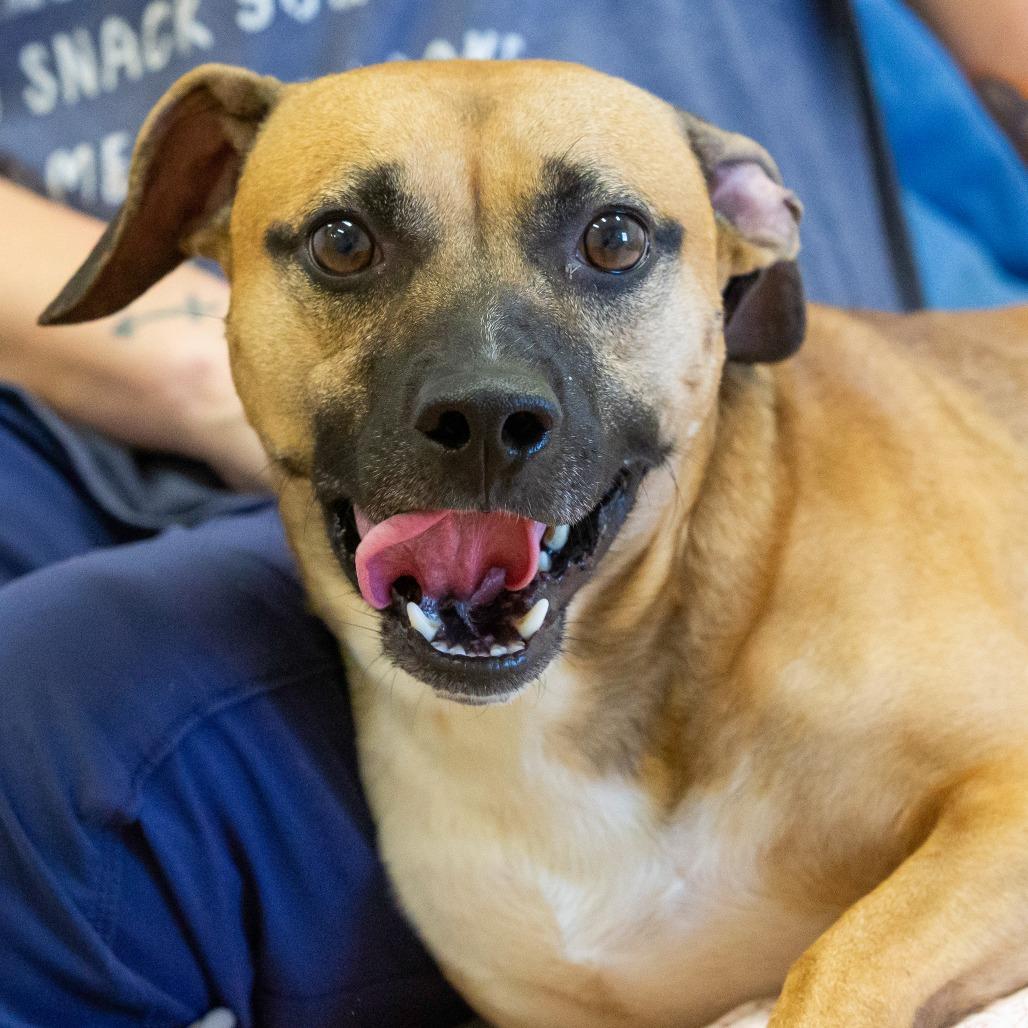 Enlarge Luca, a Adoptable Mixed Breed in Cartersville, GA image 2/4