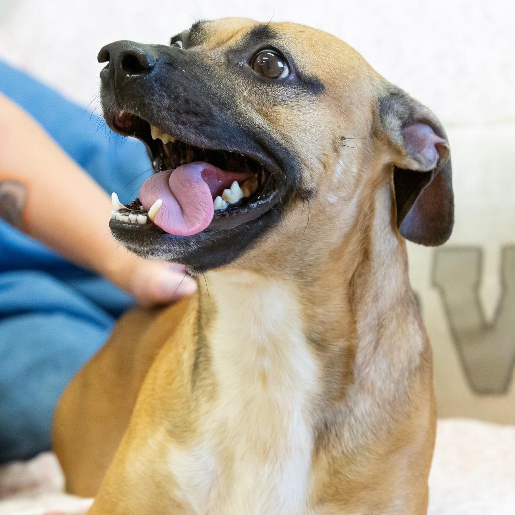 Enlarge Luca, a Adoptable Mixed Breed in Cartersville, GA image 3/4