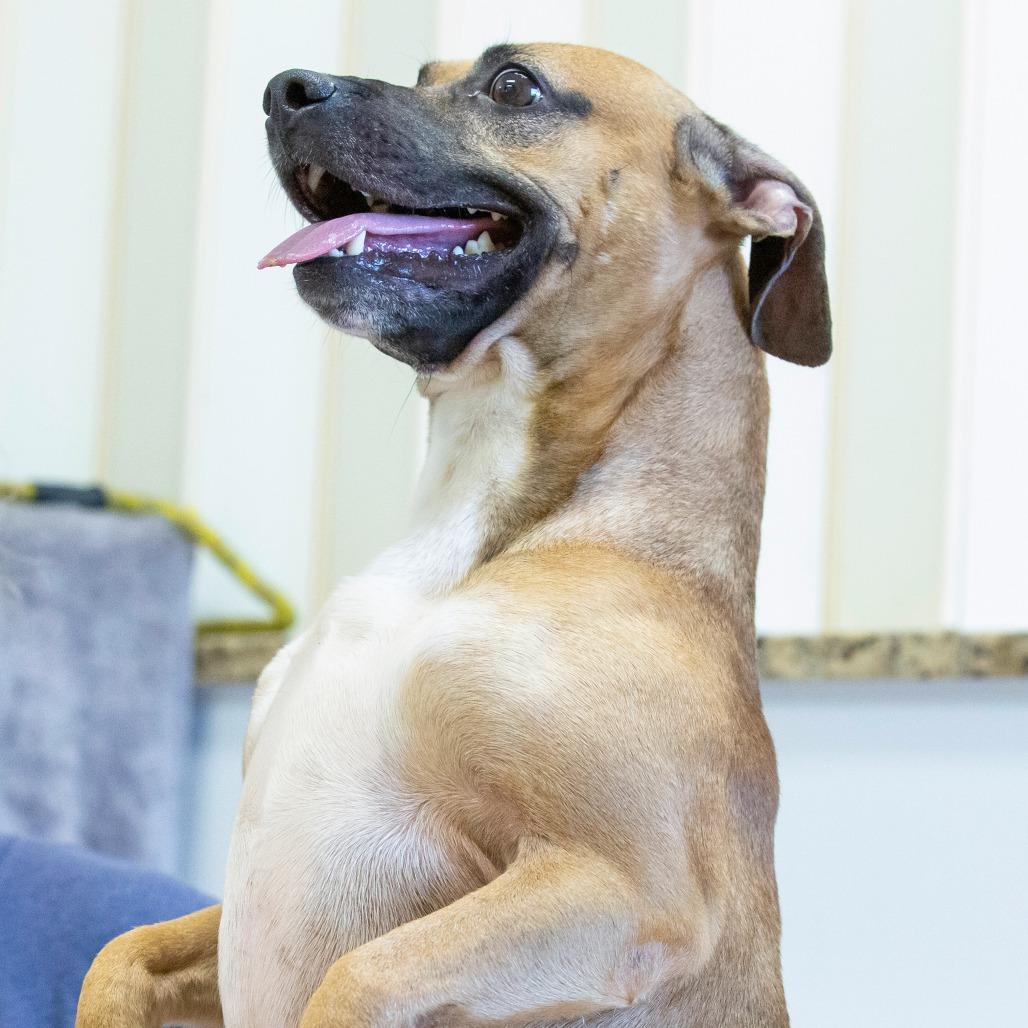 Enlarge Luca, a Adoptable Mixed Breed in Cartersville, GA image 4/4