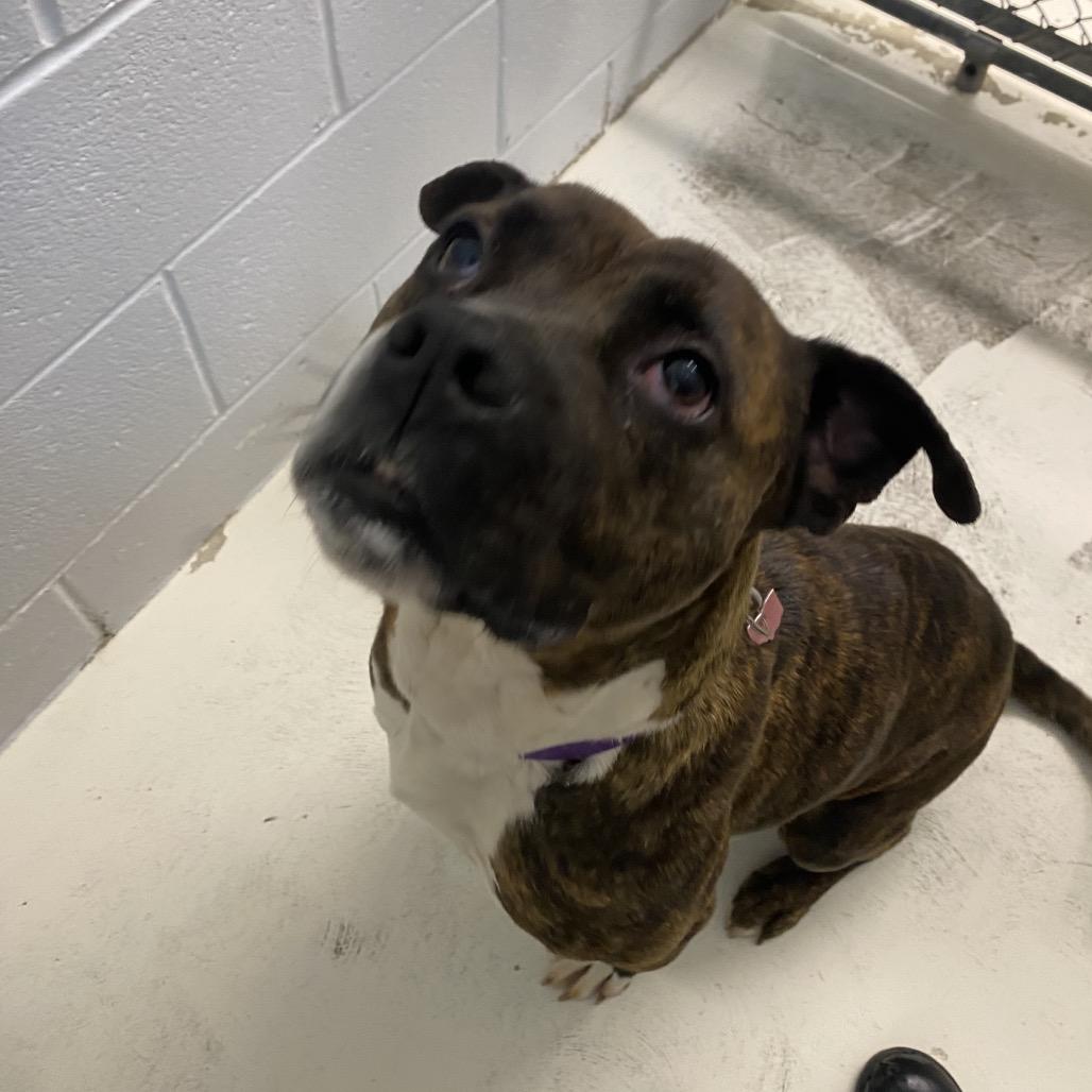 Patsy, a Adoptable mixed breed in Delaware, OH image 1/6