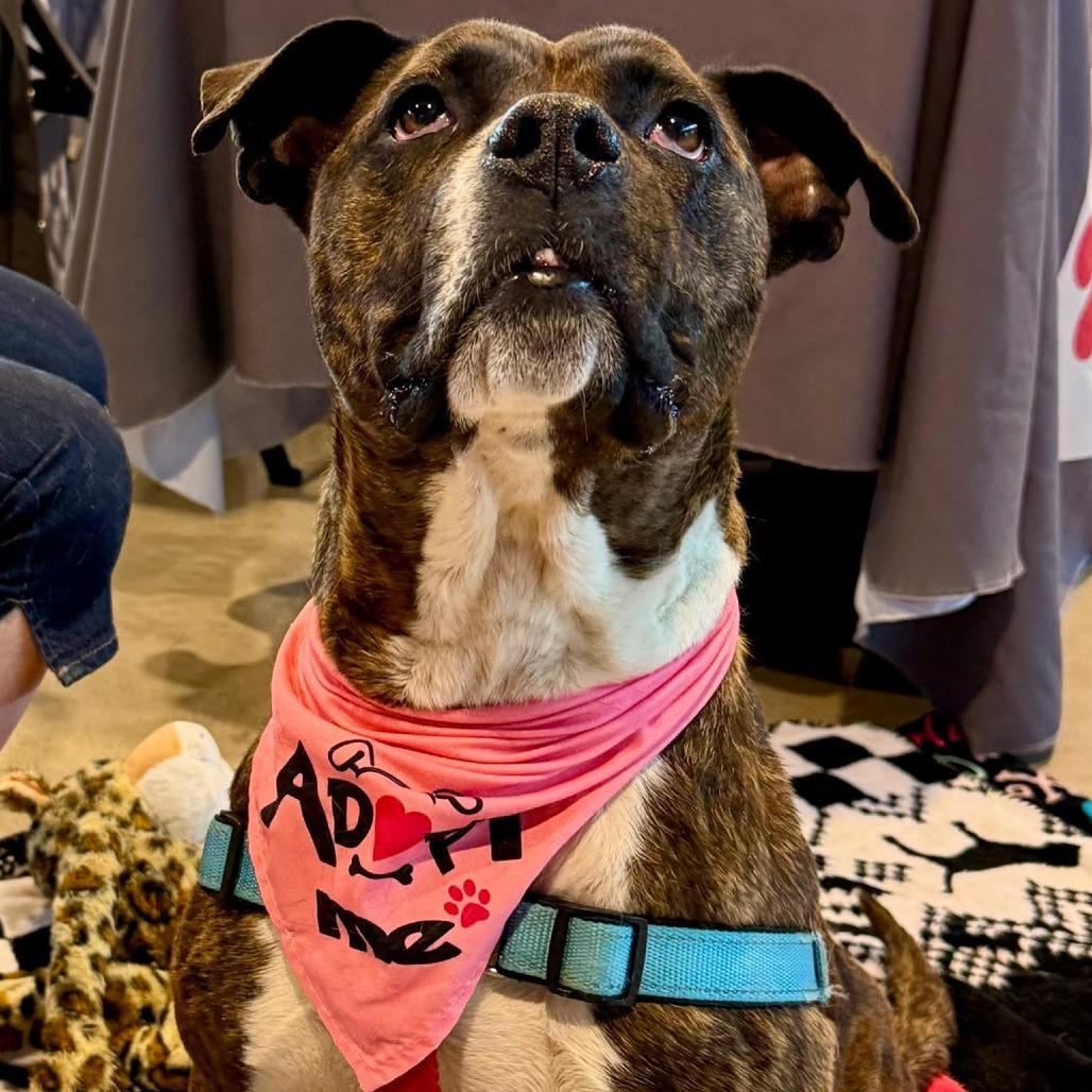 Patsy, Adoptable, Adult Female Pit Bull Terrier & Mixed Breed.