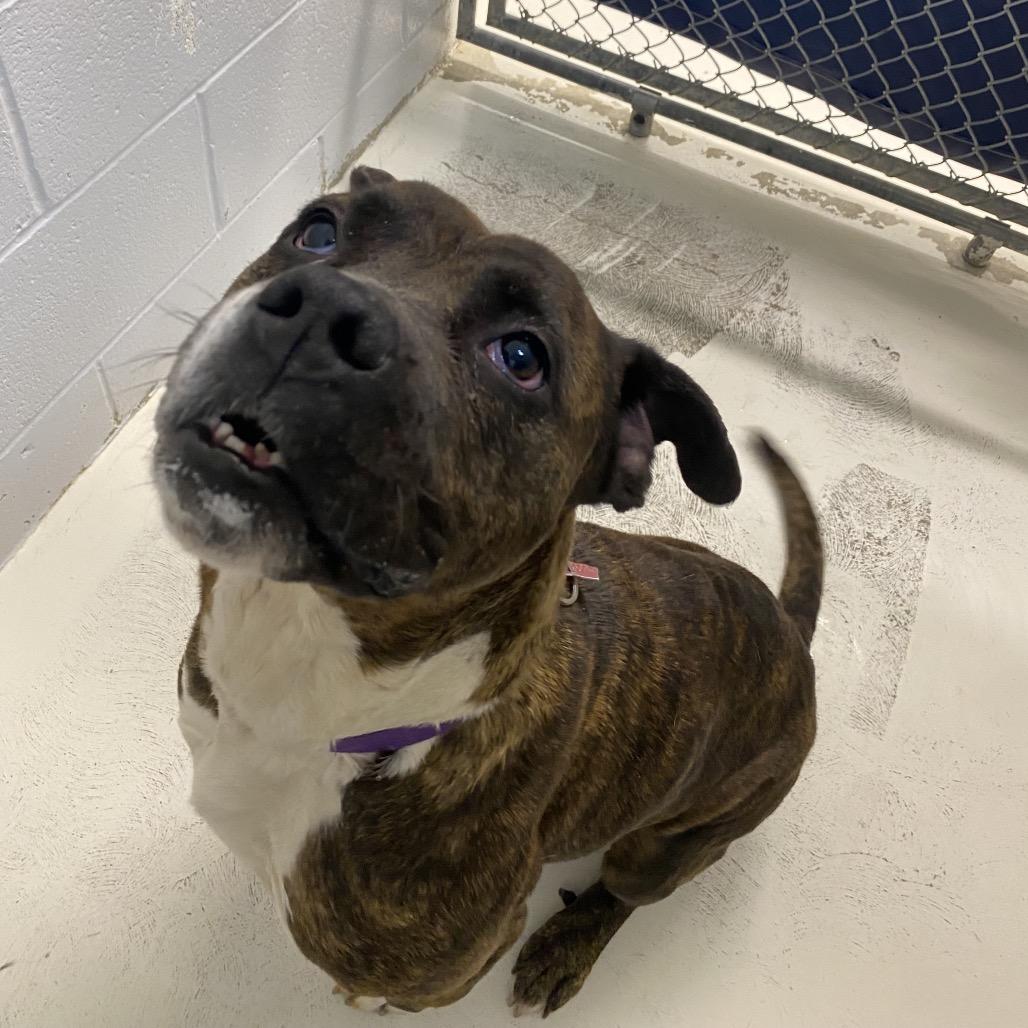 Patsy, a Adoptable mixed breed in Delaware, OH image 2/6