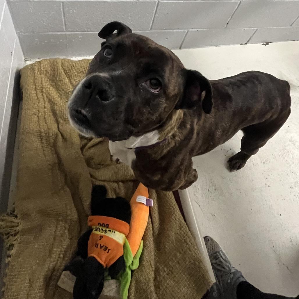 Patsy, a Adoptable mixed breed in Delaware, OH image 3/6