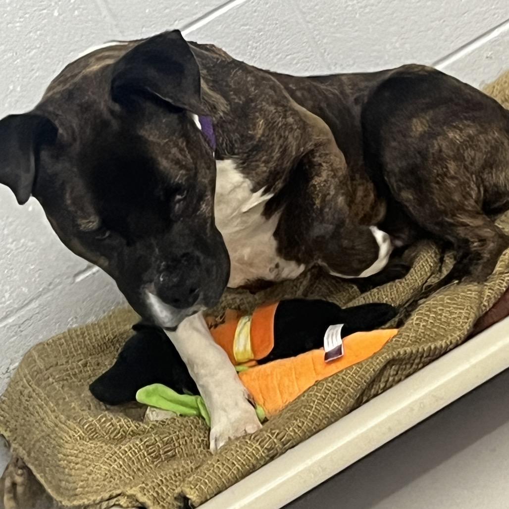 Patsy, a Adoptable mixed breed in Delaware, OH image 3/6