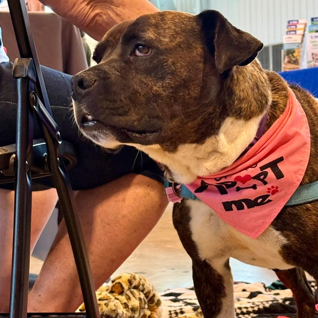 Patsy, a Adoptable mixed breed in Delaware, OH image 4/6