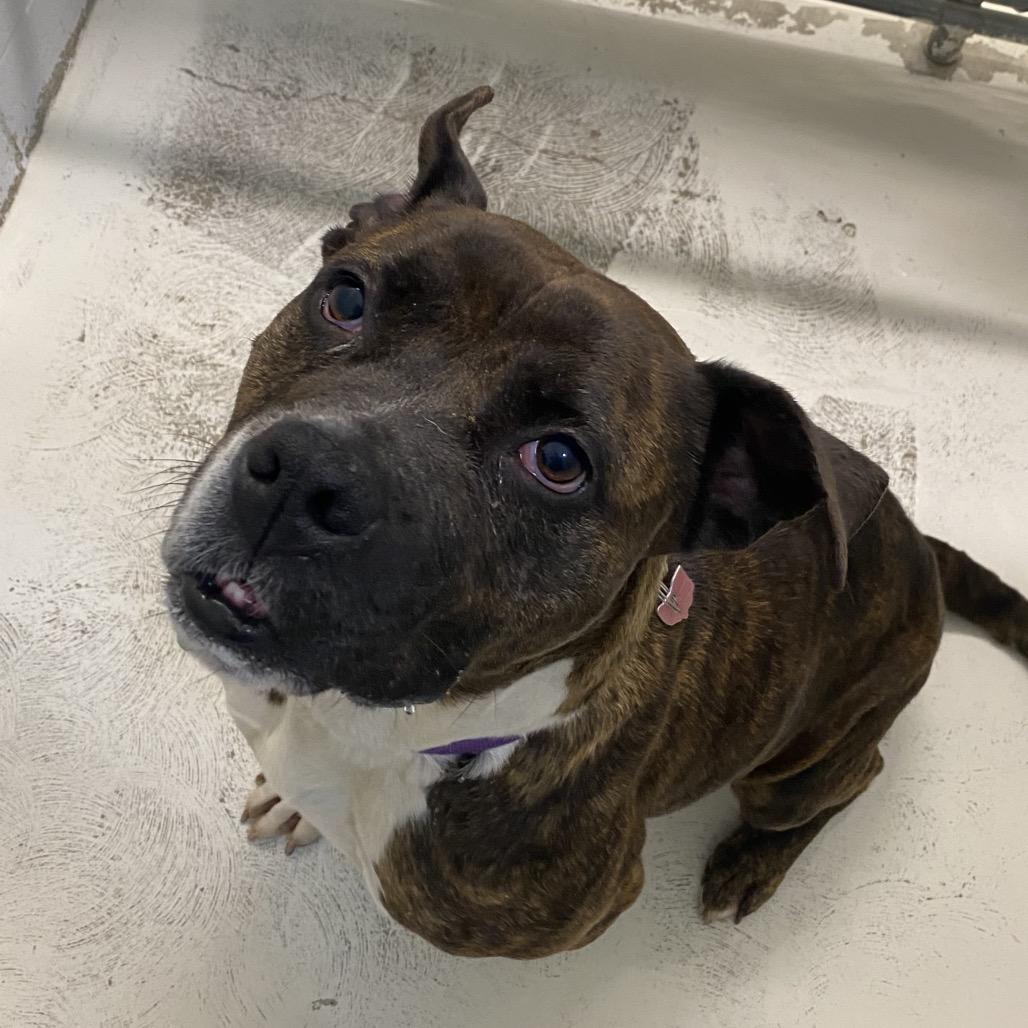 Patsy, a Adoptable mixed breed in Delaware, OH image 4/6