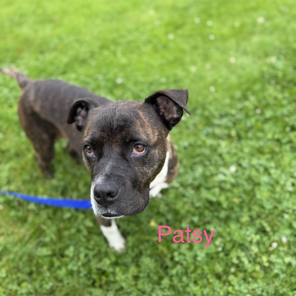 Patsy, a Adoptable mixed breed in Delaware, OH image 5/6
