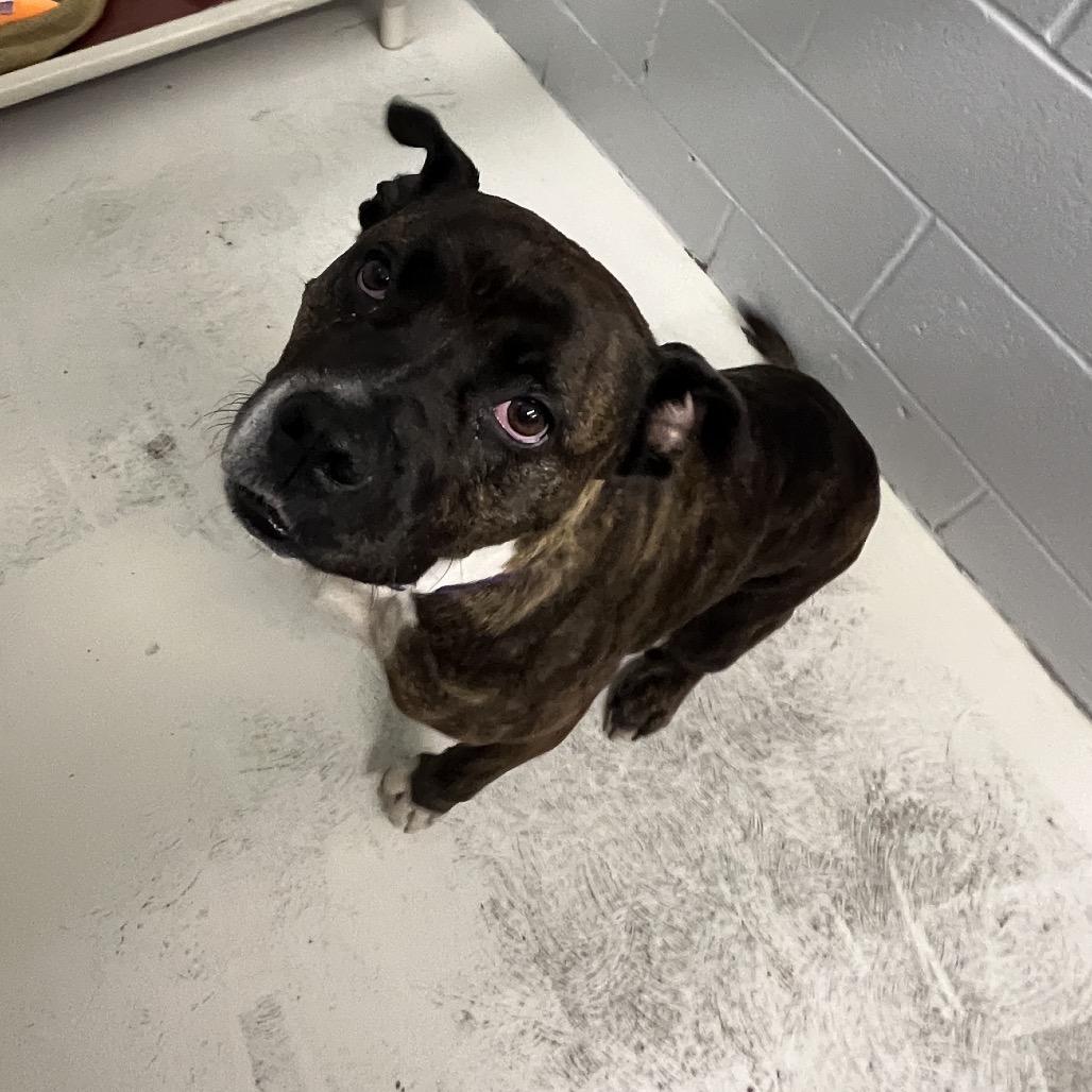 Patsy, a Adoptable mixed breed in Delaware, OH image 6/6