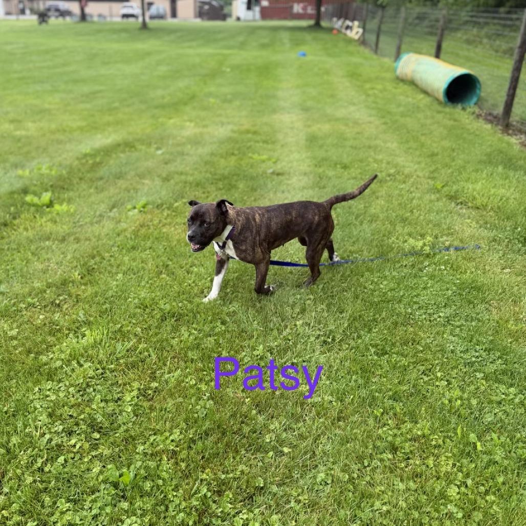 Patsy, a Adoptable mixed breed in Delaware, OH image 5/6