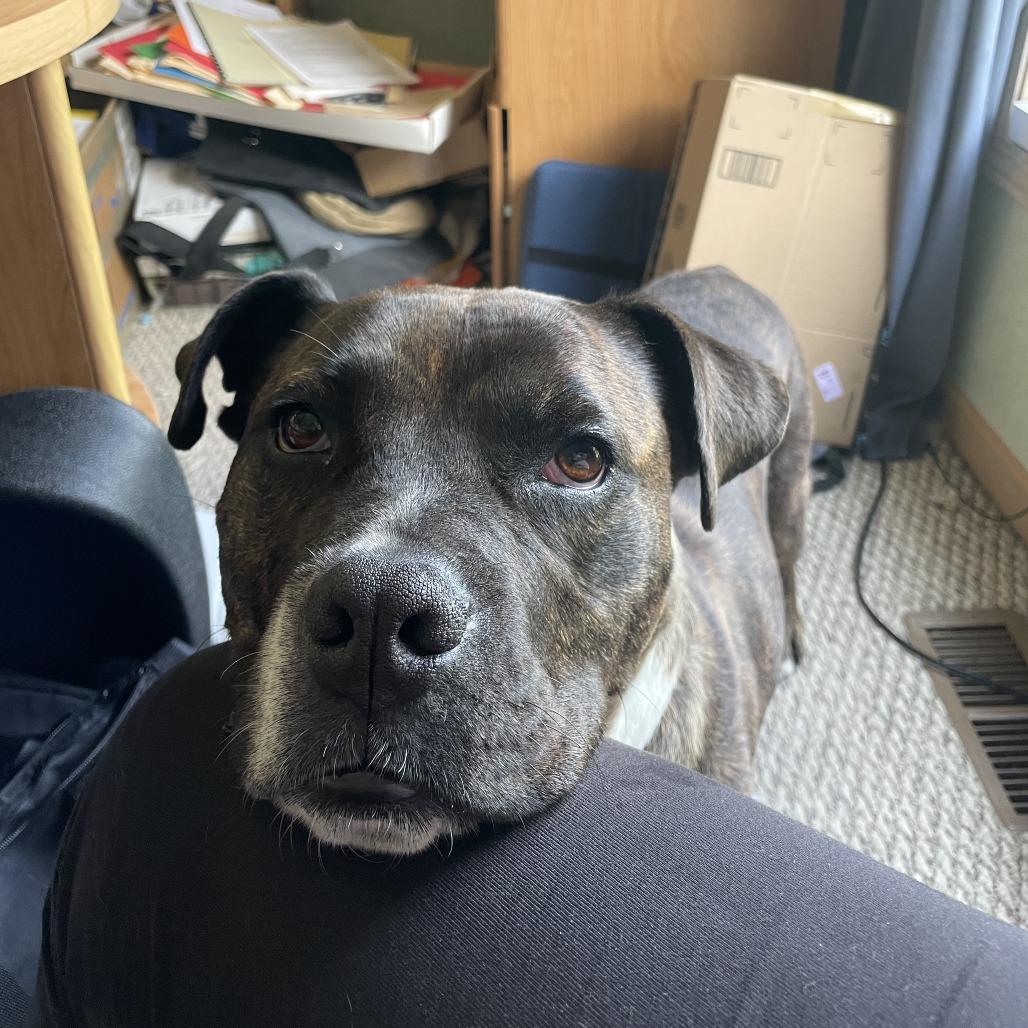 Enlarge Patsy, a Adoptable mixed breed in Delaware, OH image 6/6