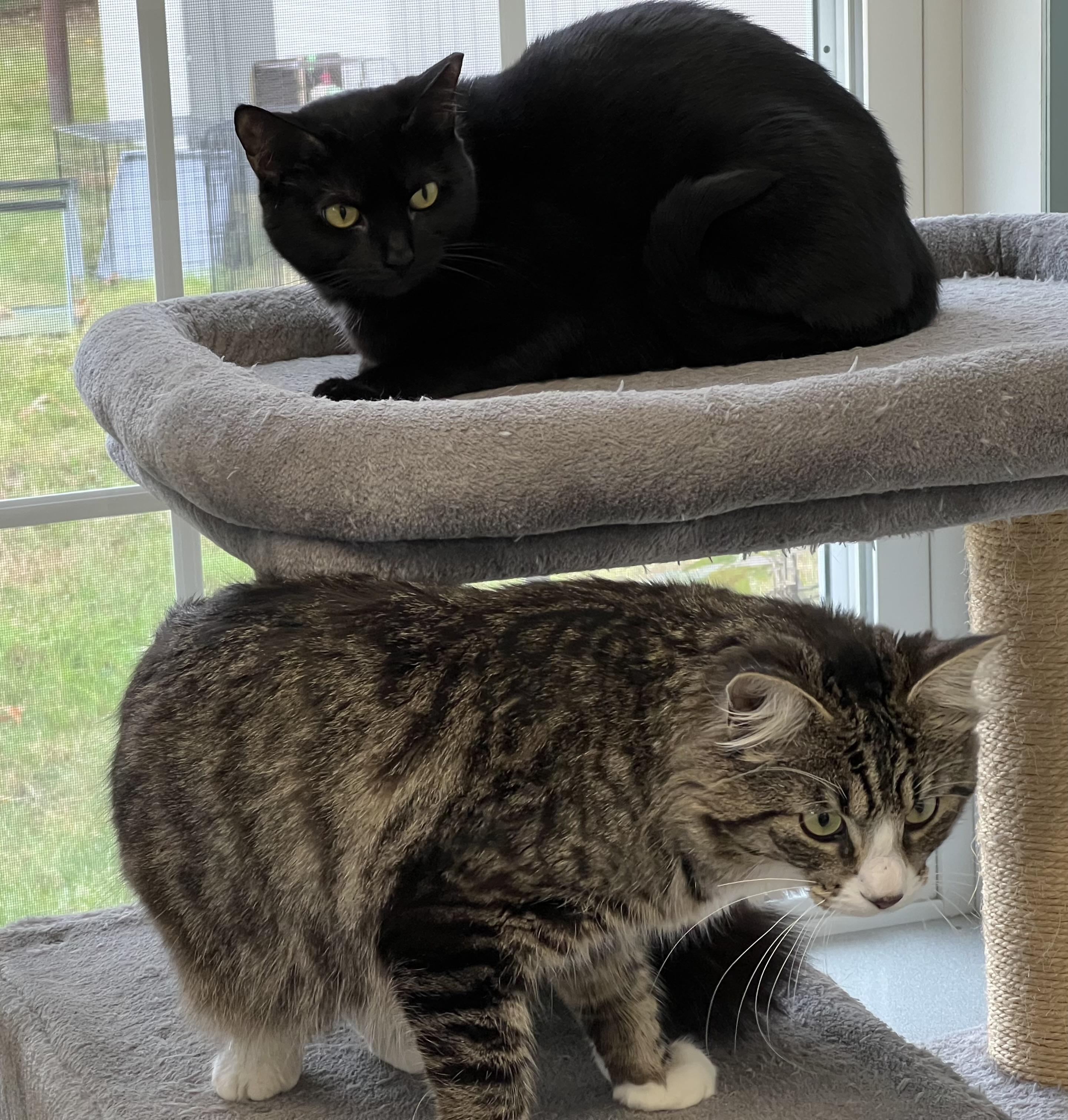 Enlarge Fuchsia, a Adoptable Domestic Short Hair in Medfield, MA image 6/6