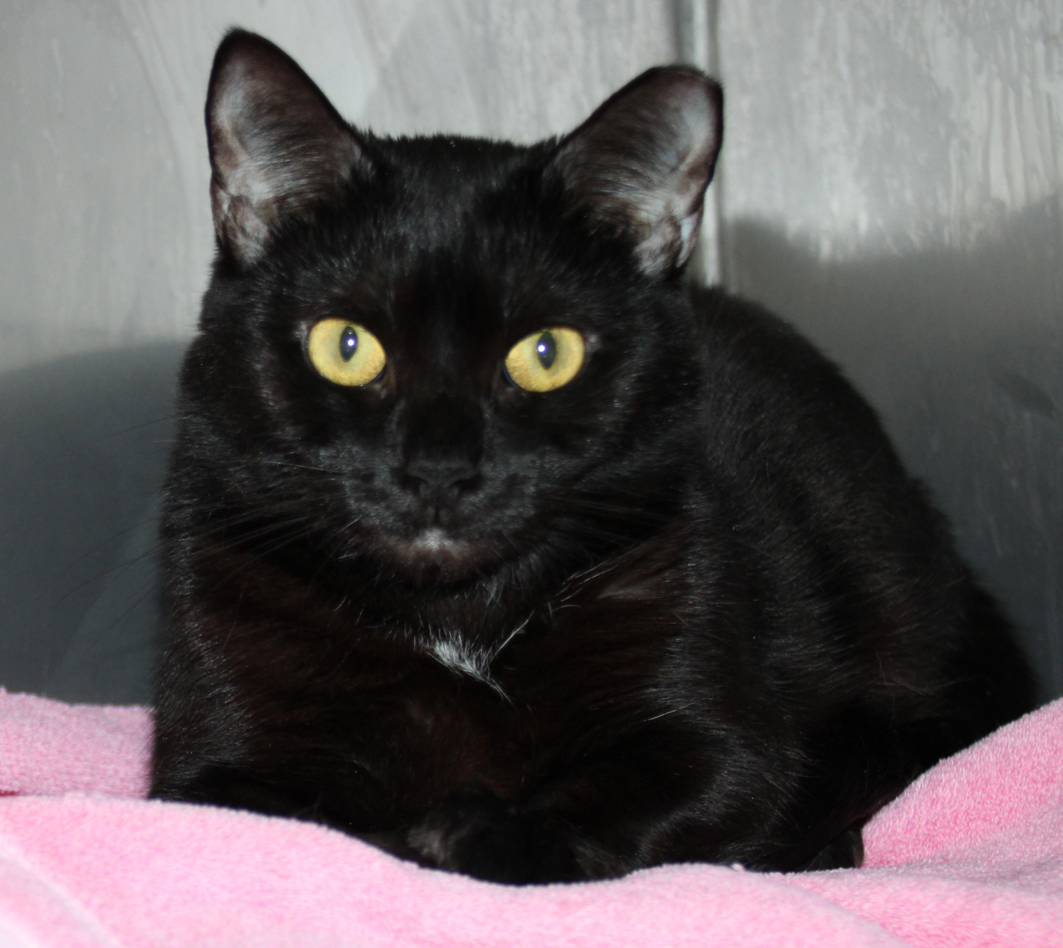 Enlarge Fuchsia, a Adoptable Domestic Short Hair in Medfield, MA image 4/6