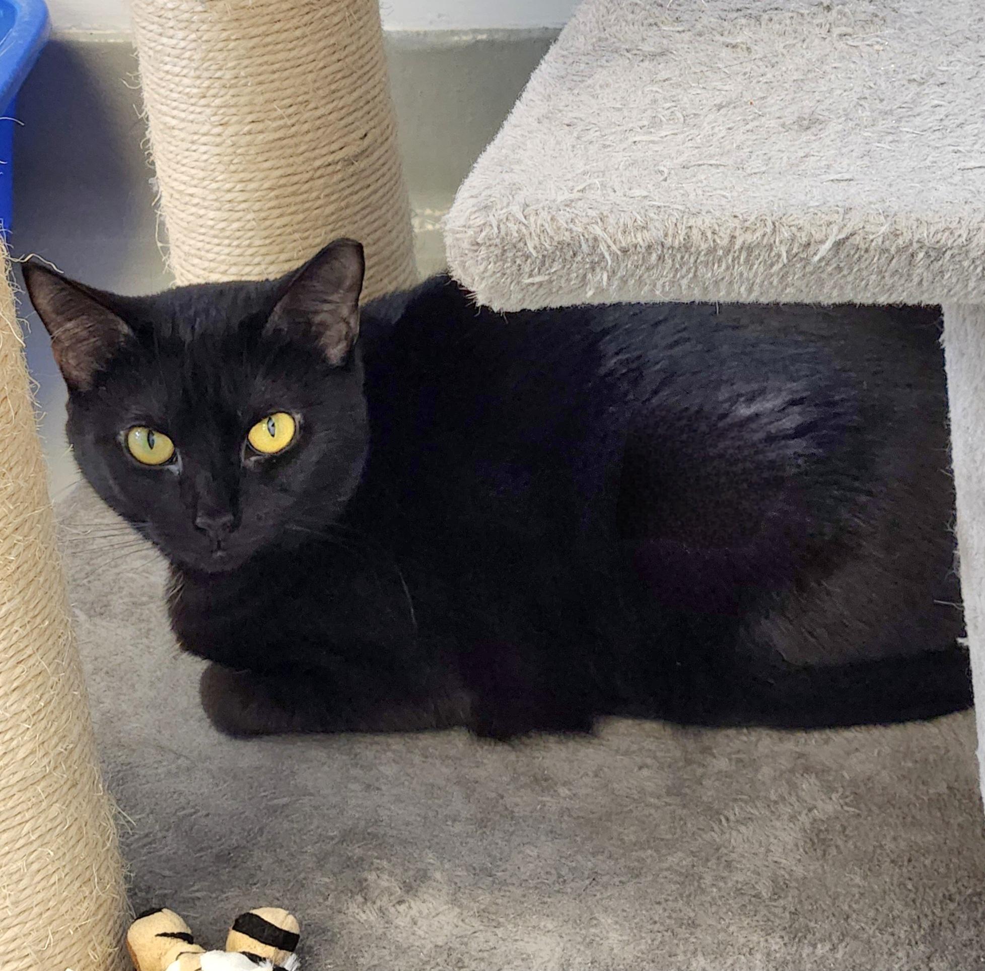 Enlarge Fuchsia, a Adoptable Domestic Short Hair in Medfield, MA image 3/6