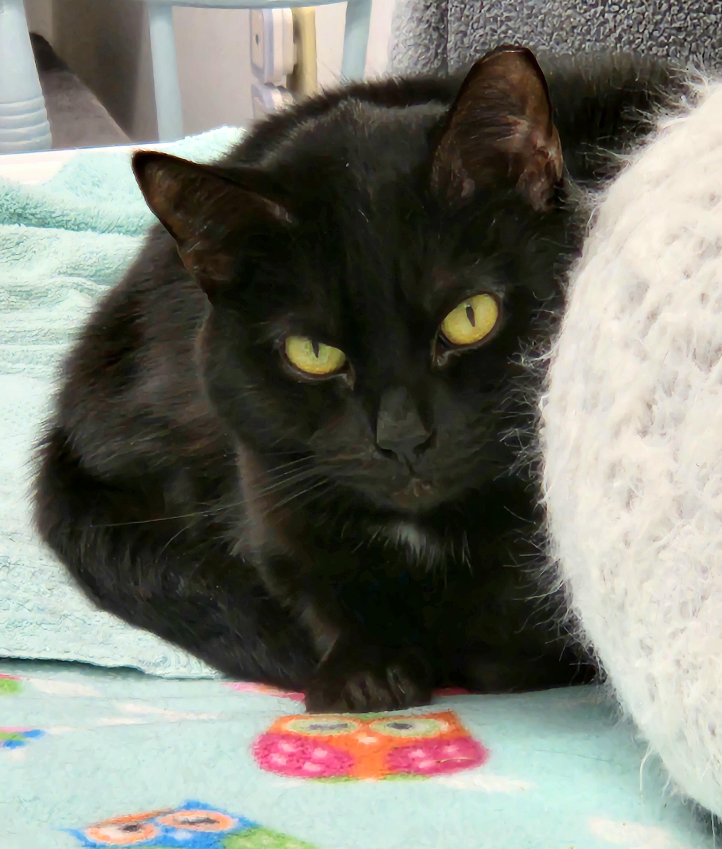 Enlarge Fuchsia, a Adoptable Domestic Short Hair in Medfield, MA image 2/6