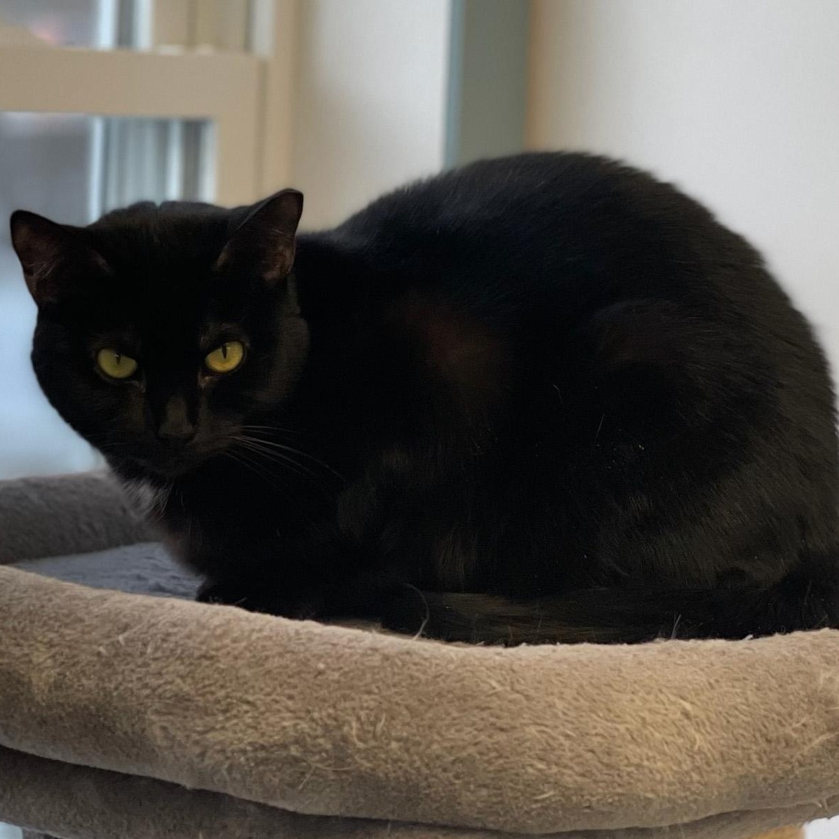 Fuchsia, Adoptable, Young Female Domestic Short Hair.