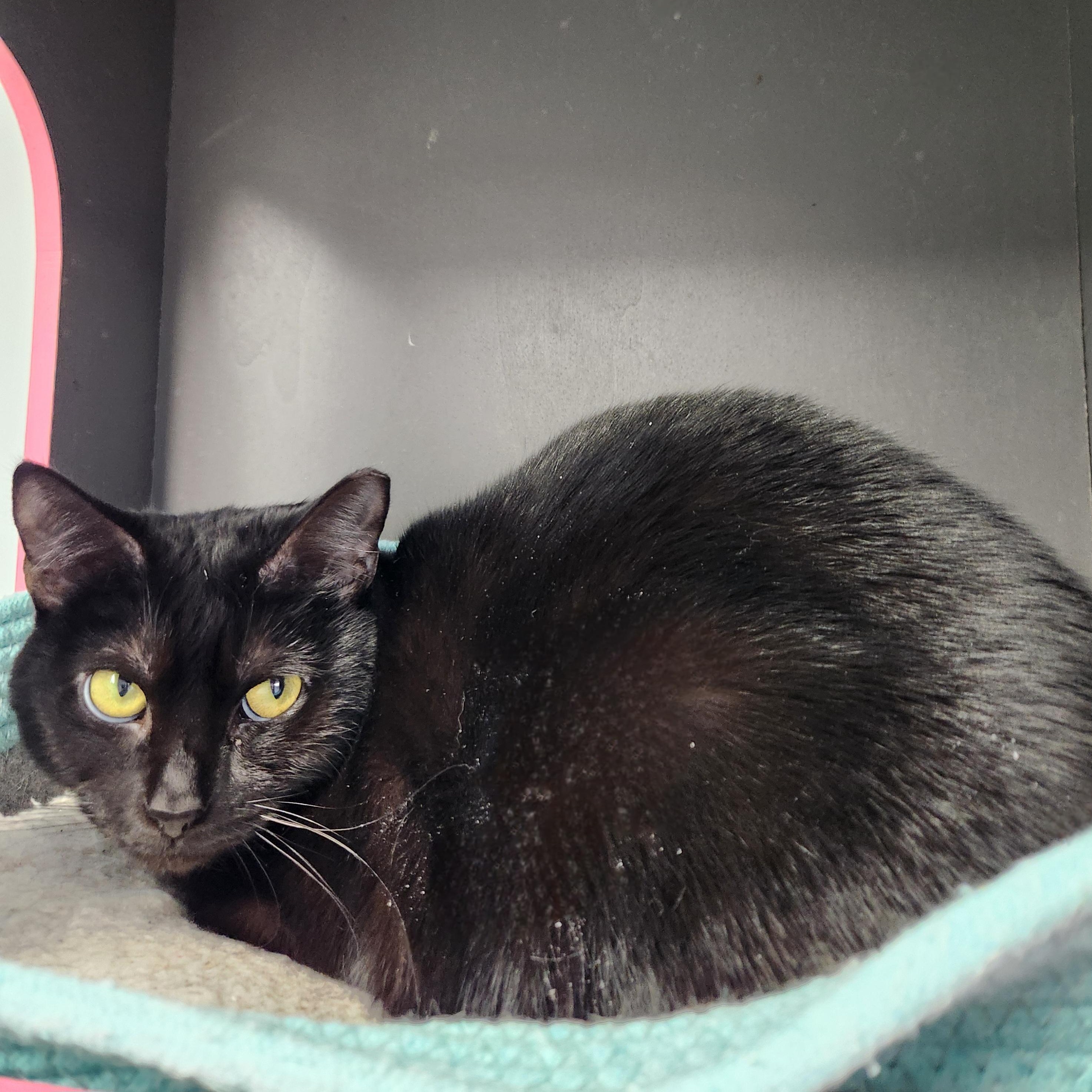Fuchsia, Adoptable, Young Female Domestic Short Hair.
