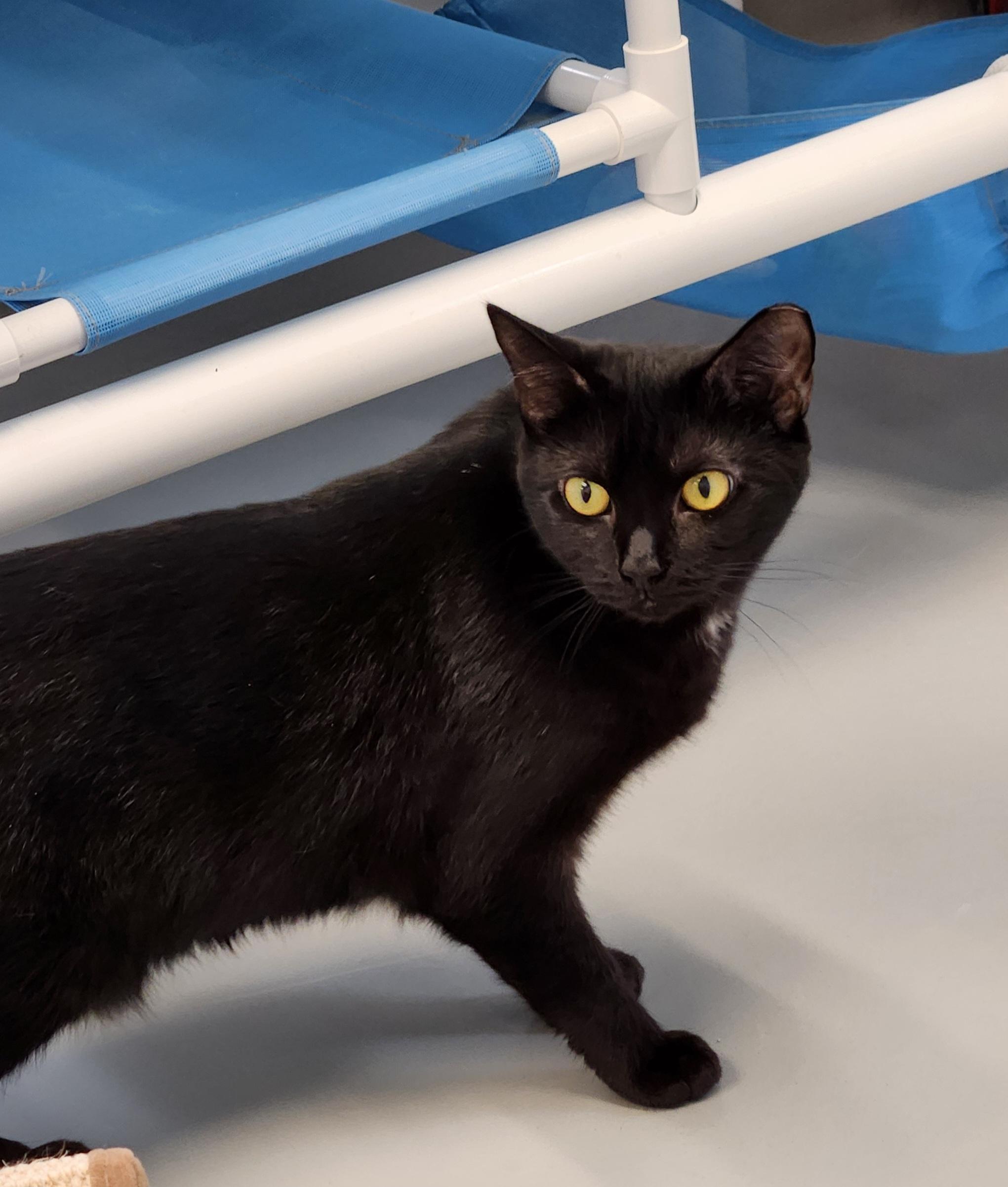 Enlarge Fuchsia, a Adoptable Domestic Short Hair in Medfield, MA image 5/6