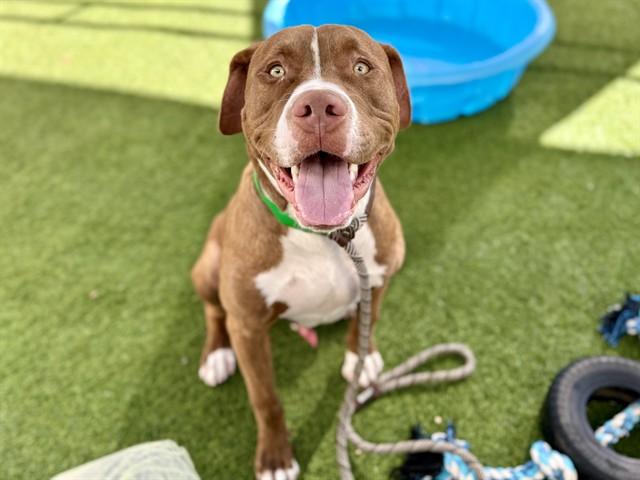 Enlarge BERLIN, a Adoptable mixed breed in Phoenix, AZ image 1/1