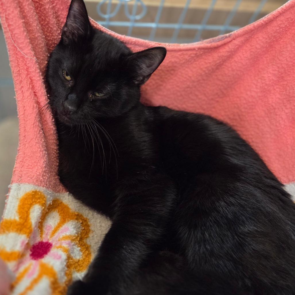 Enlarge Lennie, a Adoptable Domestic Short Hair in Priest River, ID image 2/2