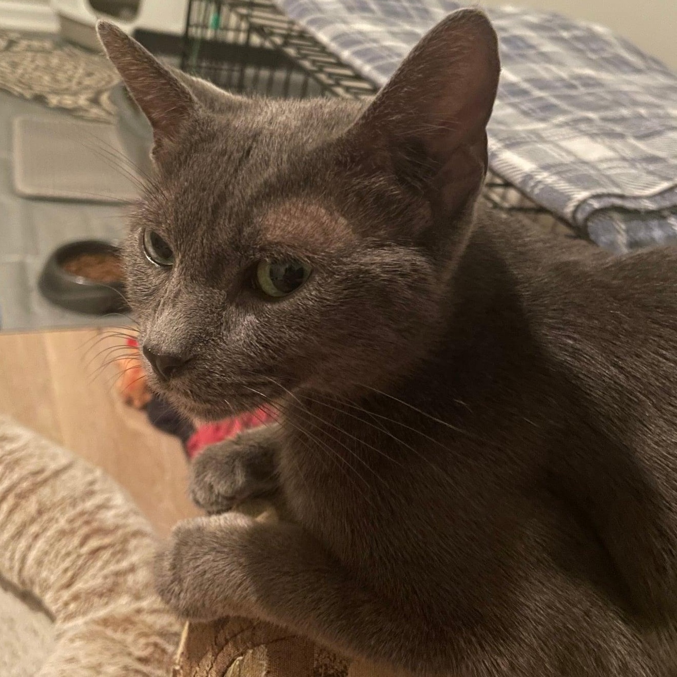 Lunar, a Adoptable mixed breed in Kentwood, MI image 1/3