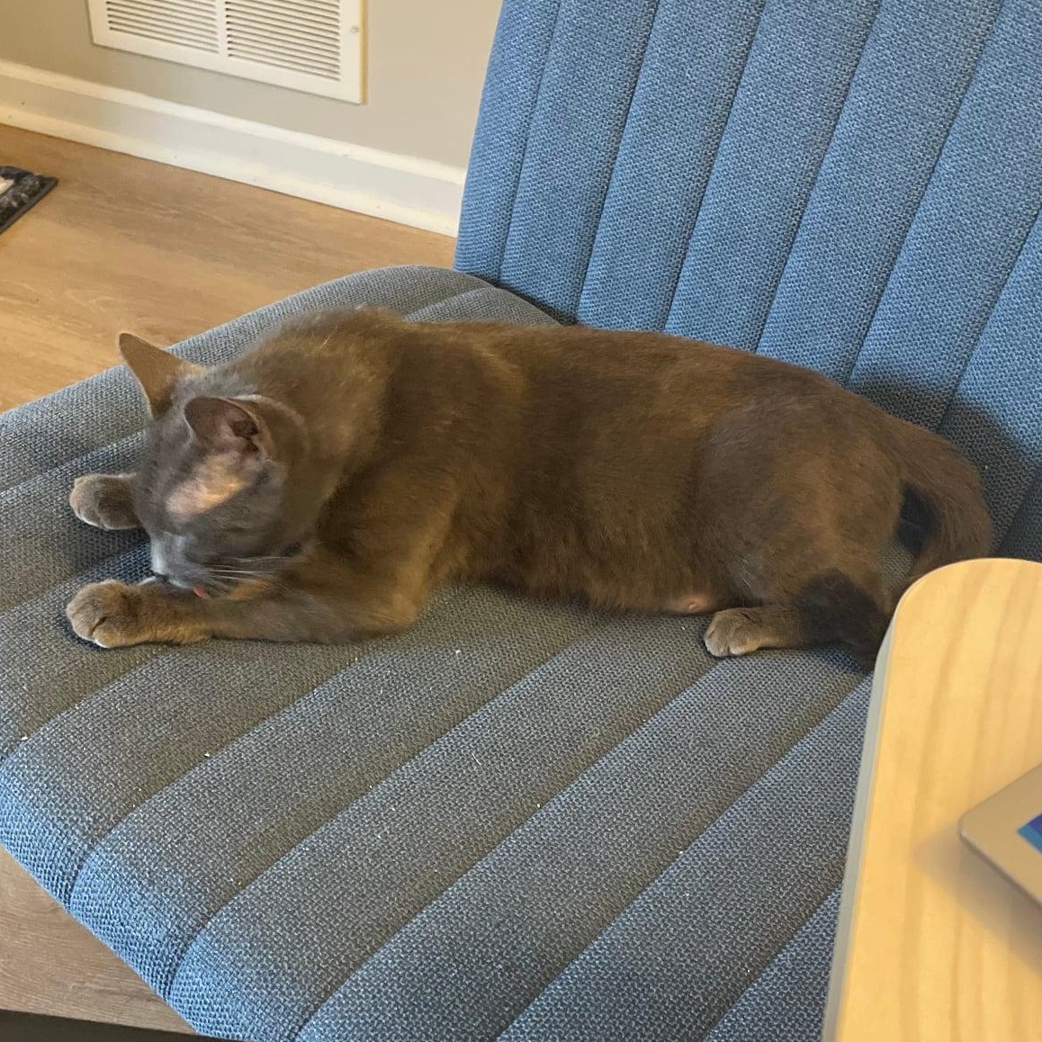 Lunar, a Adoptable mixed breed in Kentwood, MI image 2/3