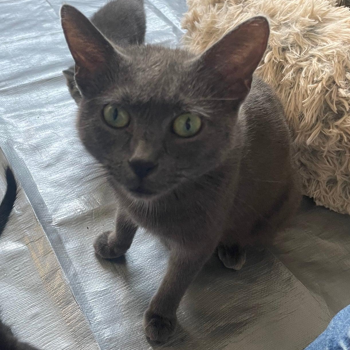 Lunar, Adoptable, Young Female Russian Blue.