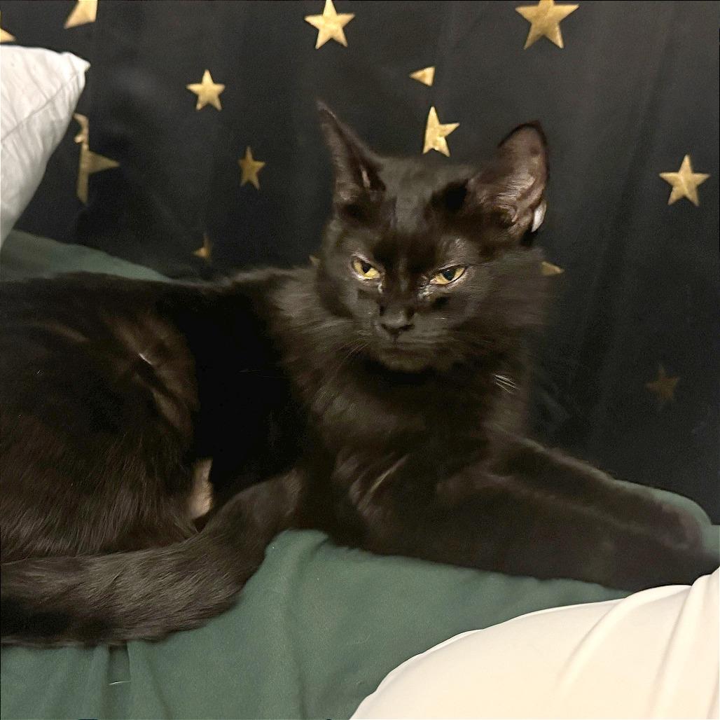 Enlarge Bebe, a Adoptable Domestic Short Hair in Evansville, IN image 1/1