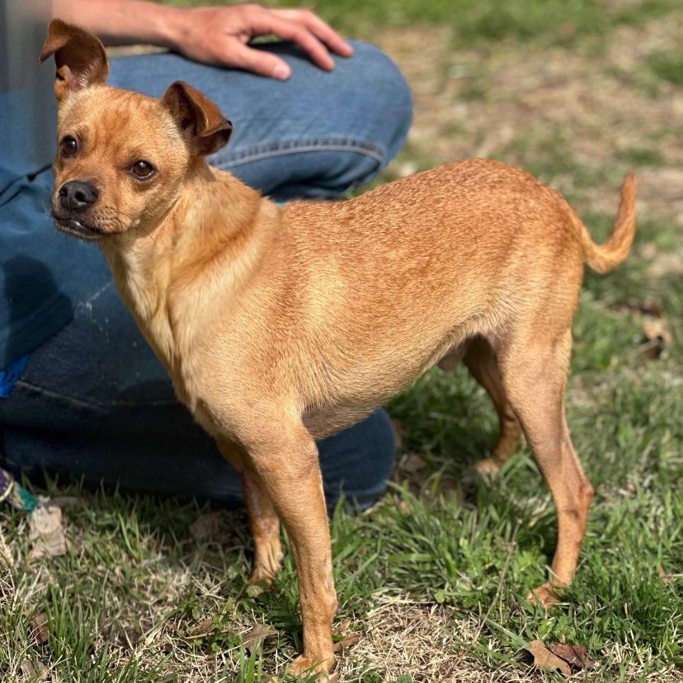 Enlarge Canelo, a Adoptable mixed breed in Pittsburg, PA image 1/3