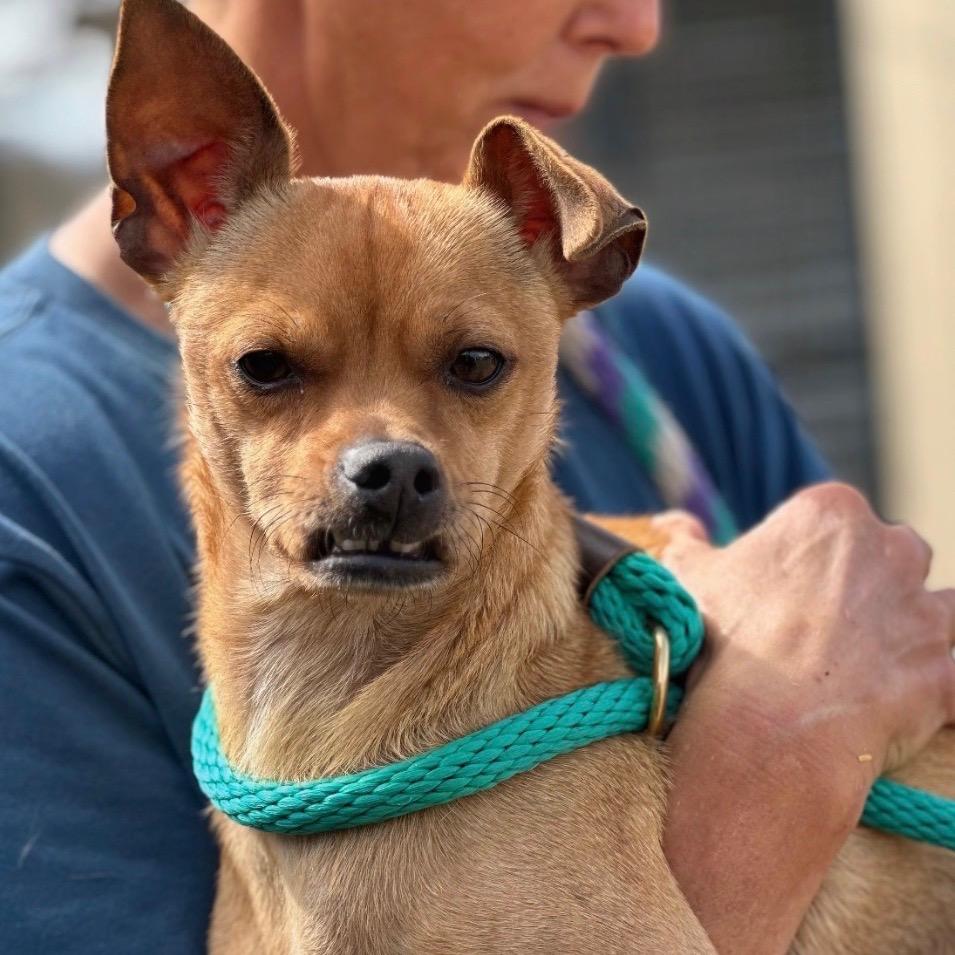 Enlarge Canelo, a Adoptable mixed breed in Pittsburg, PA image 2/3