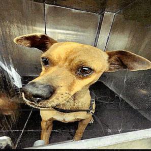 Enlarge Canelo, a Adoptable mixed breed in Pittsburg, PA image 3/3