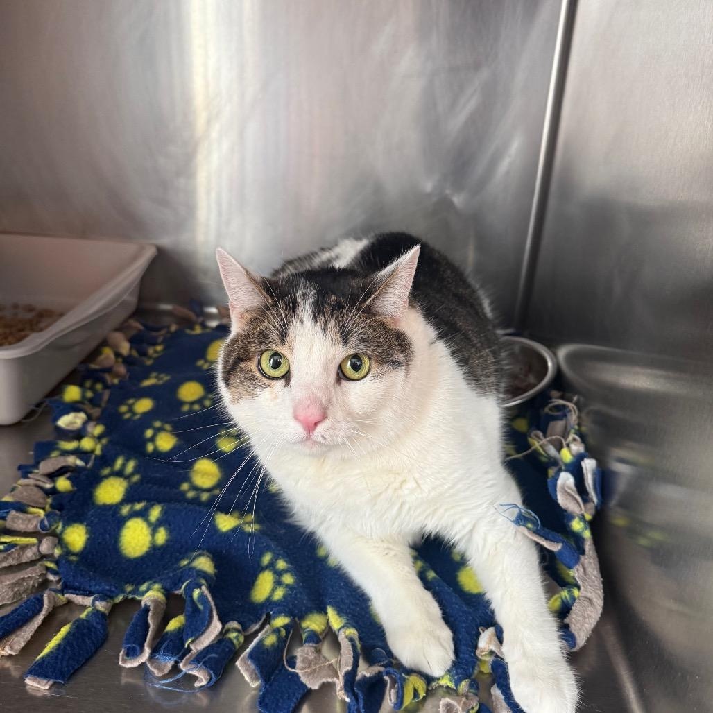 Caramel, ADOPTABLE, Young Female American Shorthair.