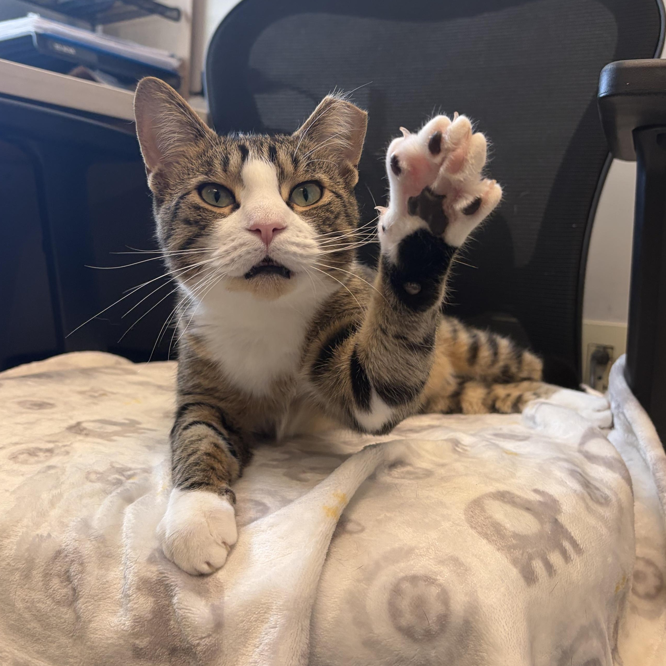 Enlarge Vinny, a Adoptable Domestic Short Hair in Cooperstown, NY image 2/5