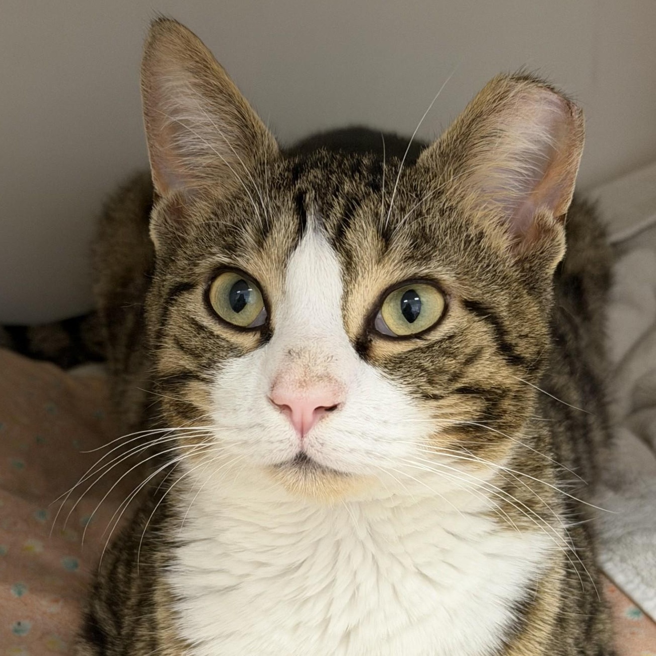 Enlarge Twinnie, a ADOPTABLE Domestic Short Hair in Cooperstown, NY image 1/1