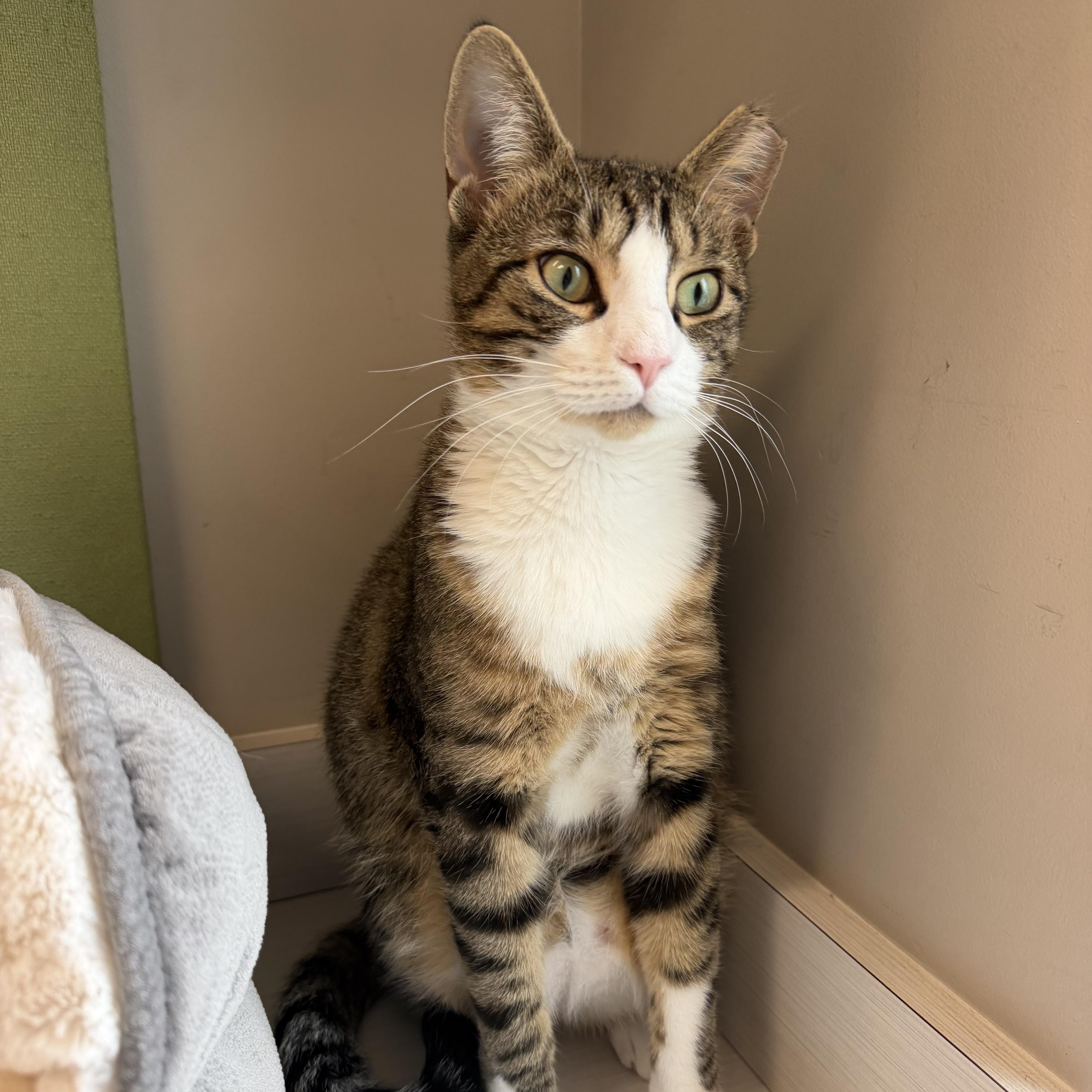 Enlarge Vinny, a Adoptable Domestic Short Hair in Cooperstown, NY image 5/5