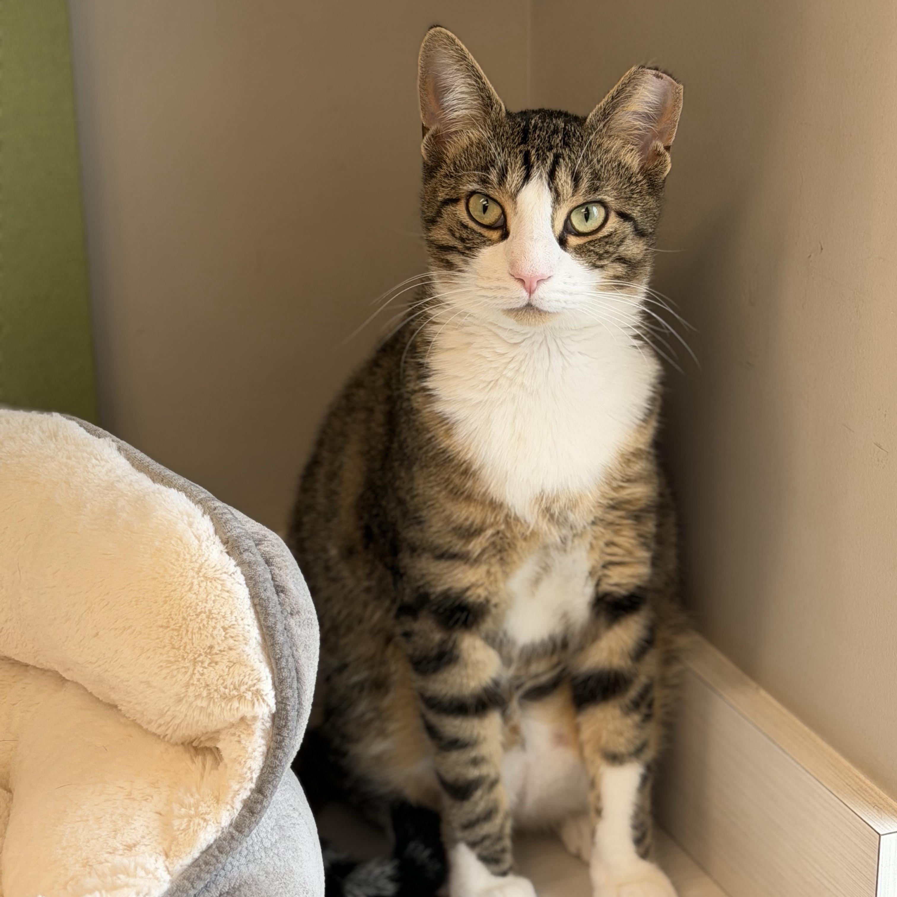 Vinny, Adoptable, Young Male Domestic Short Hair.