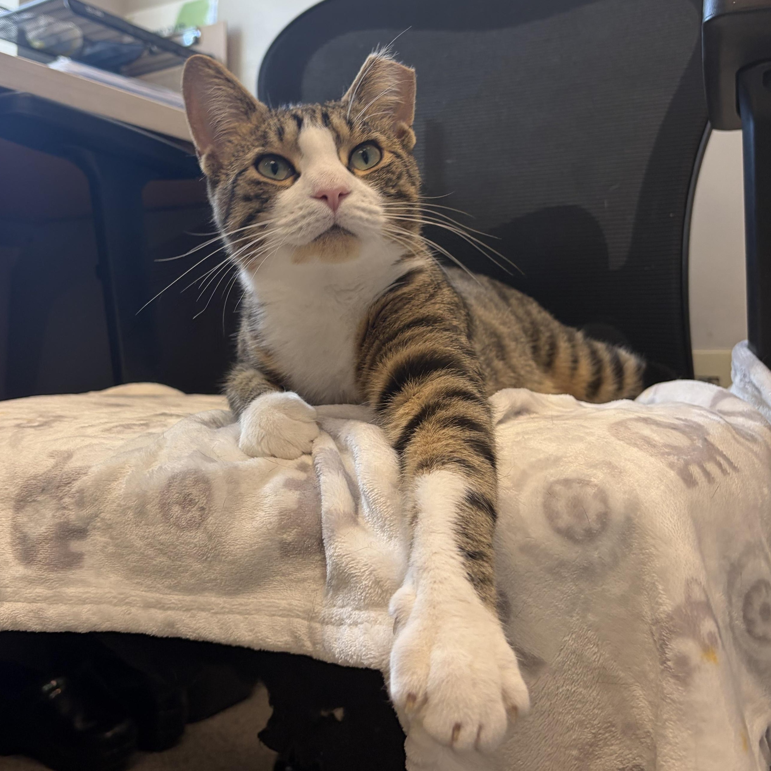 Enlarge Vinny, a Adoptable Domestic Short Hair in Cooperstown, NY image 4/5