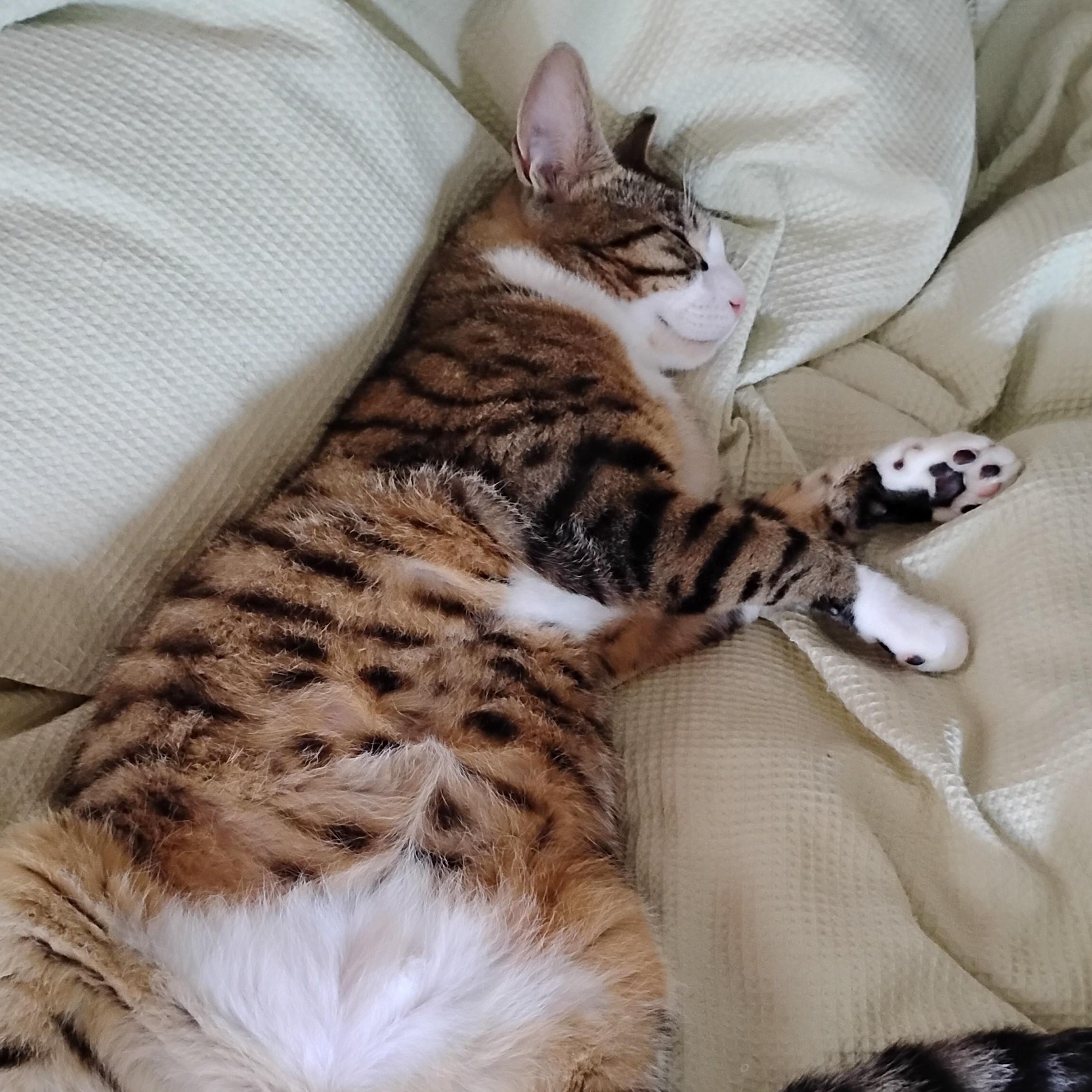 Enlarge Twinnie, a Adoptable Domestic Short Hair in Cooperstown, NY image 2/2