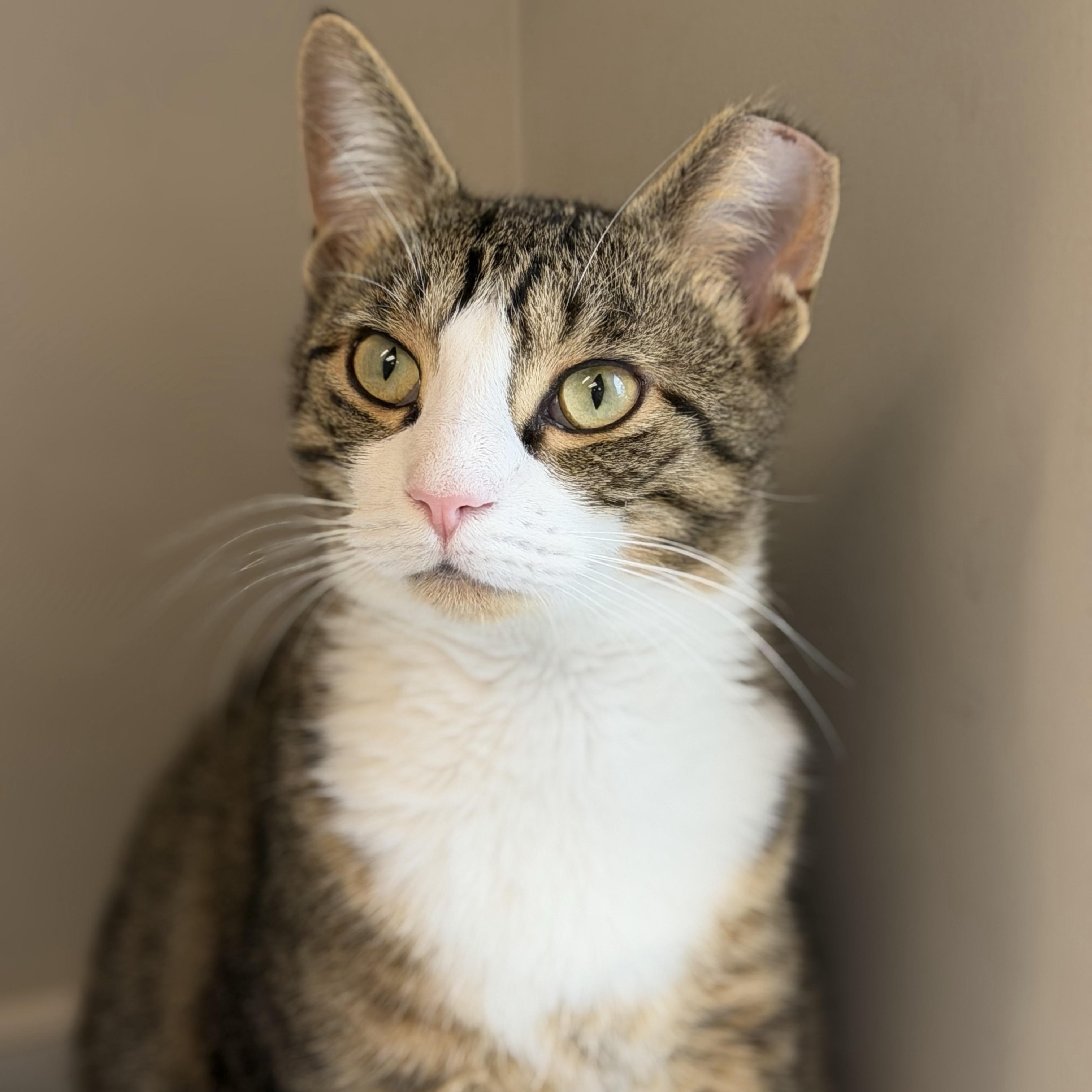 Enlarge Vinny, a Adoptable Domestic Short Hair in Cooperstown, NY image 3/5