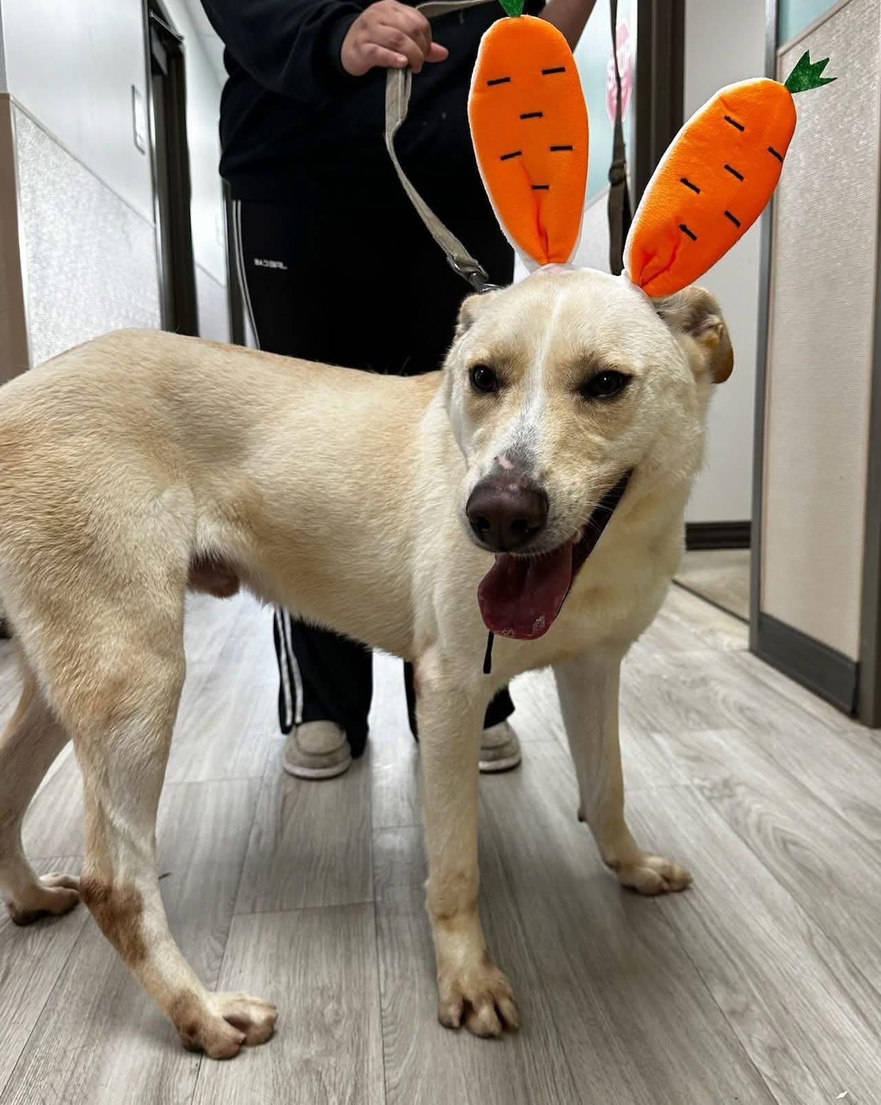 Foster BUDDY BUTTERS!