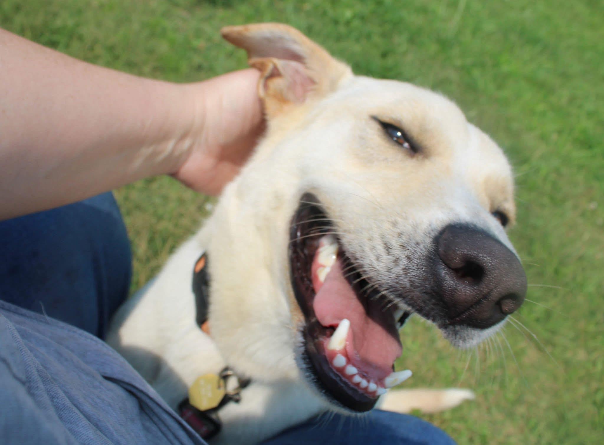 Foster BUDDY BUTTERS!