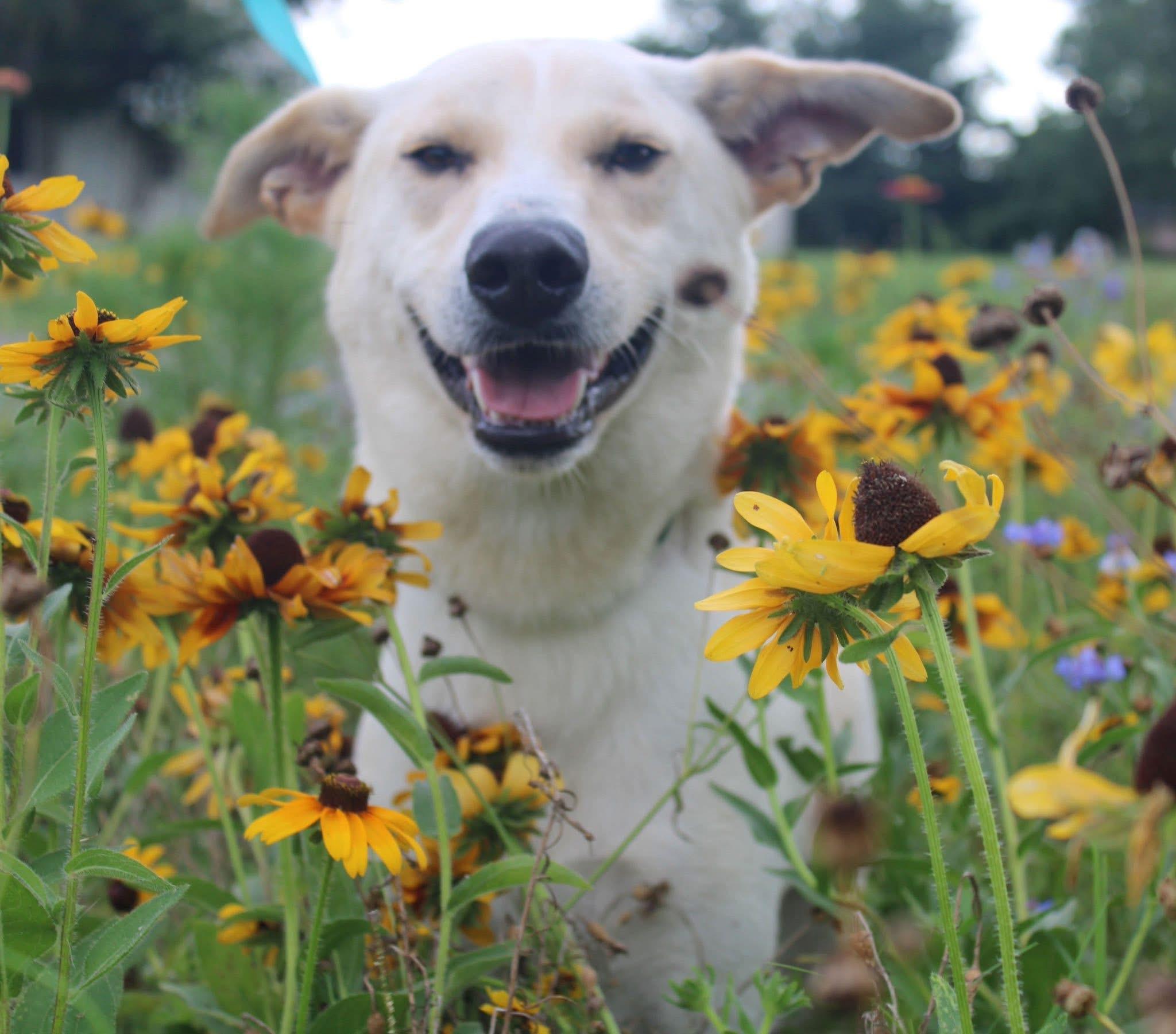 Foster BUDDY BUTTERS!