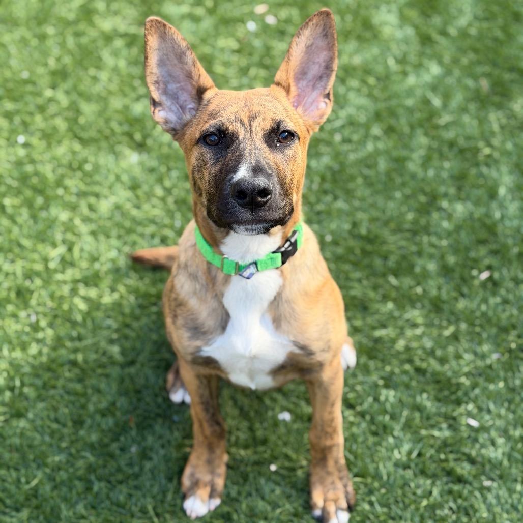 Enlarge Mint Chip, a Adoptable Mixed Breed in Naperville, IL image 1/6