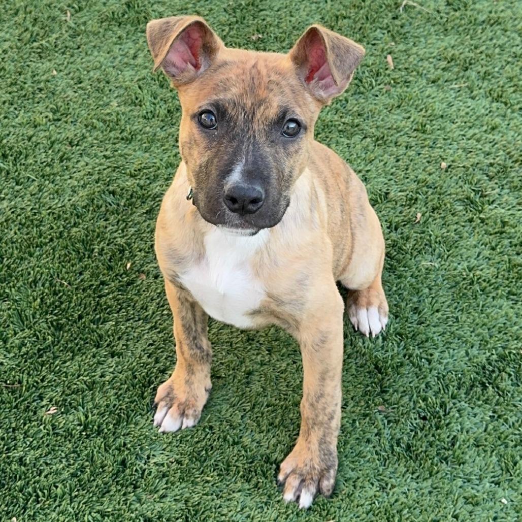 Enlarge Mint Chip, a Adoptable Mixed Breed in Naperville, IL image 1/6