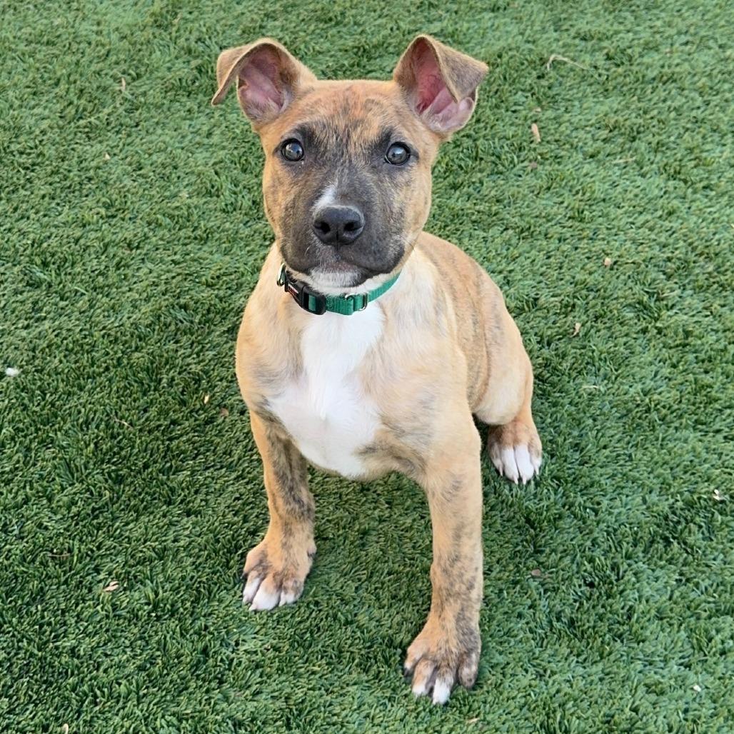 Enlarge Mint Chip, a Adoptable Mixed Breed in Naperville, IL image 2/6