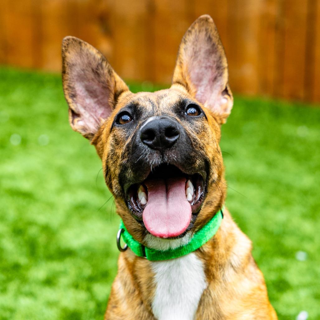 Enlarge Mint Chip, a Adoptable Mixed Breed in Naperville, IL image 2/6