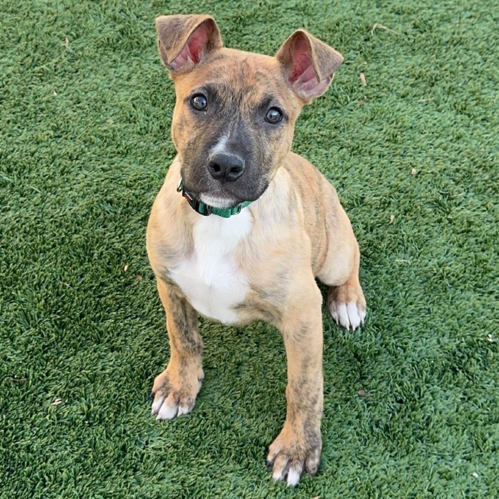 Enlarge Mint Chip, a Adoptable Mixed Breed in Naperville, IL image 3/6