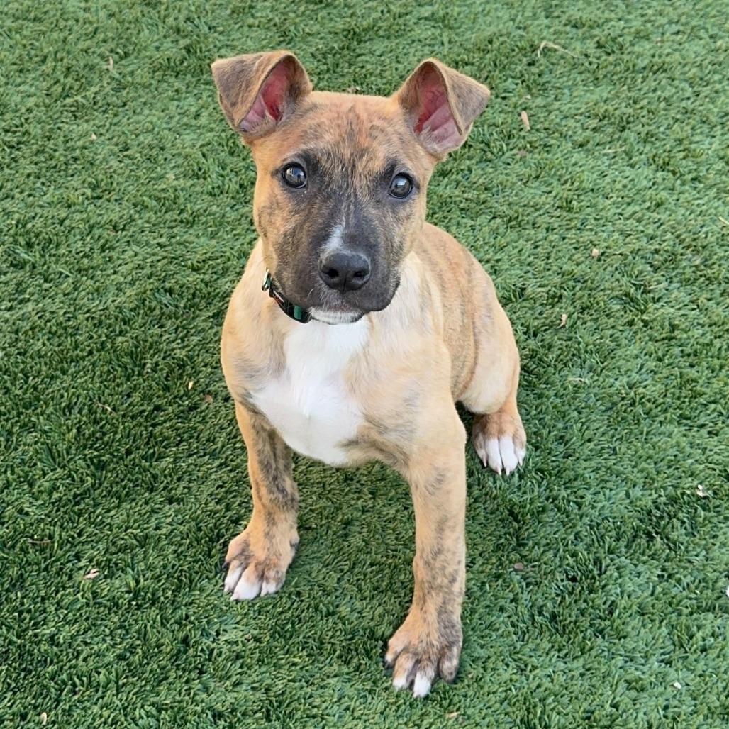 Enlarge Mint Chip, a Adoptable Mixed Breed in Naperville, IL image 4/6