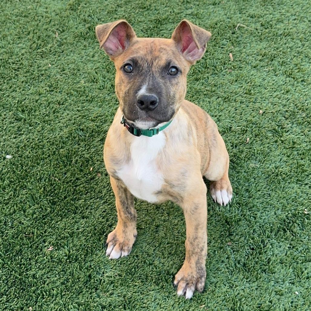 Enlarge Mint Chip, a Adoptable Mixed Breed in Naperville, IL image 5/6